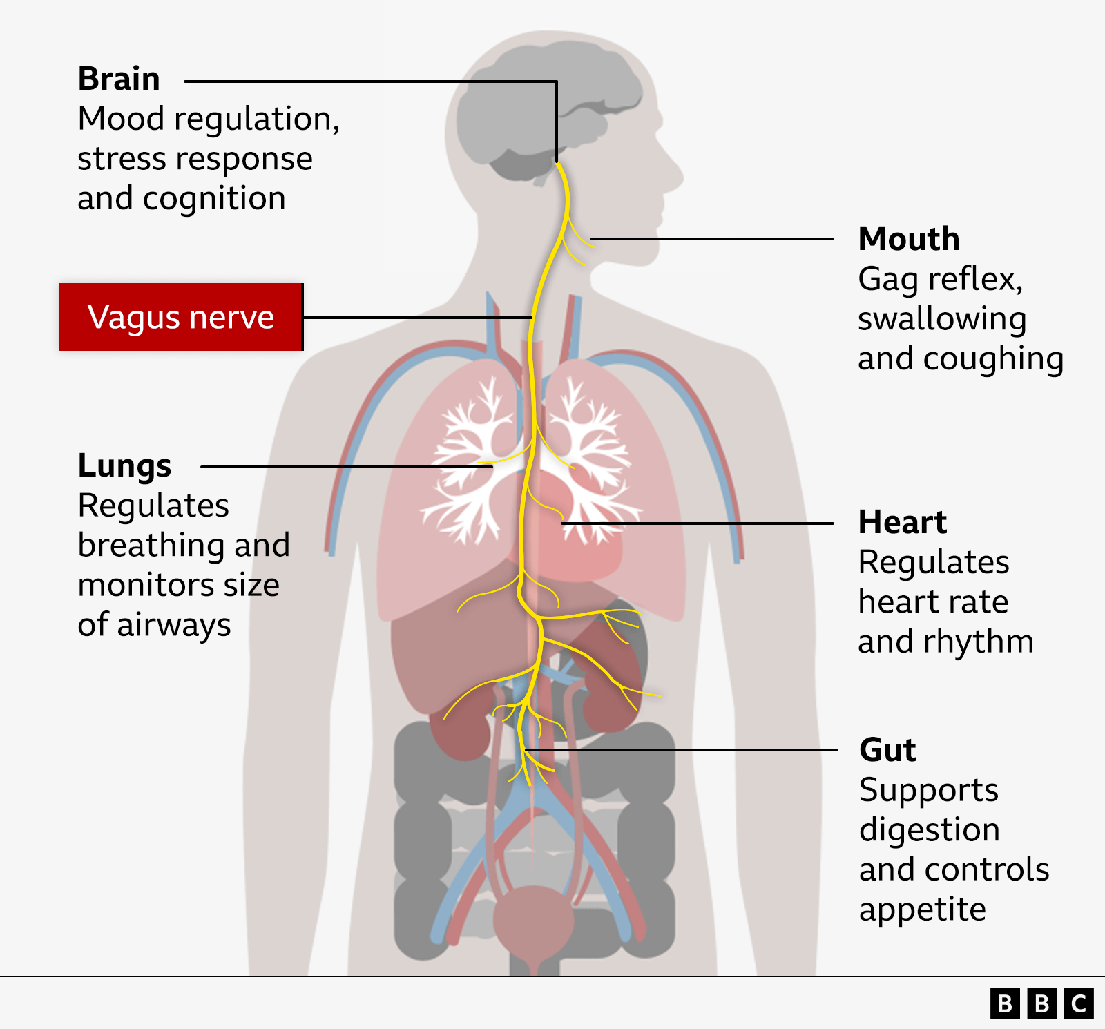 The Neurobiology of Breathing: How Controlled Respiration Silences Stress