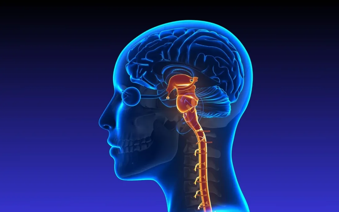 Nerf Vague et Son : La Science du Bourdonnement pour Se Calmer